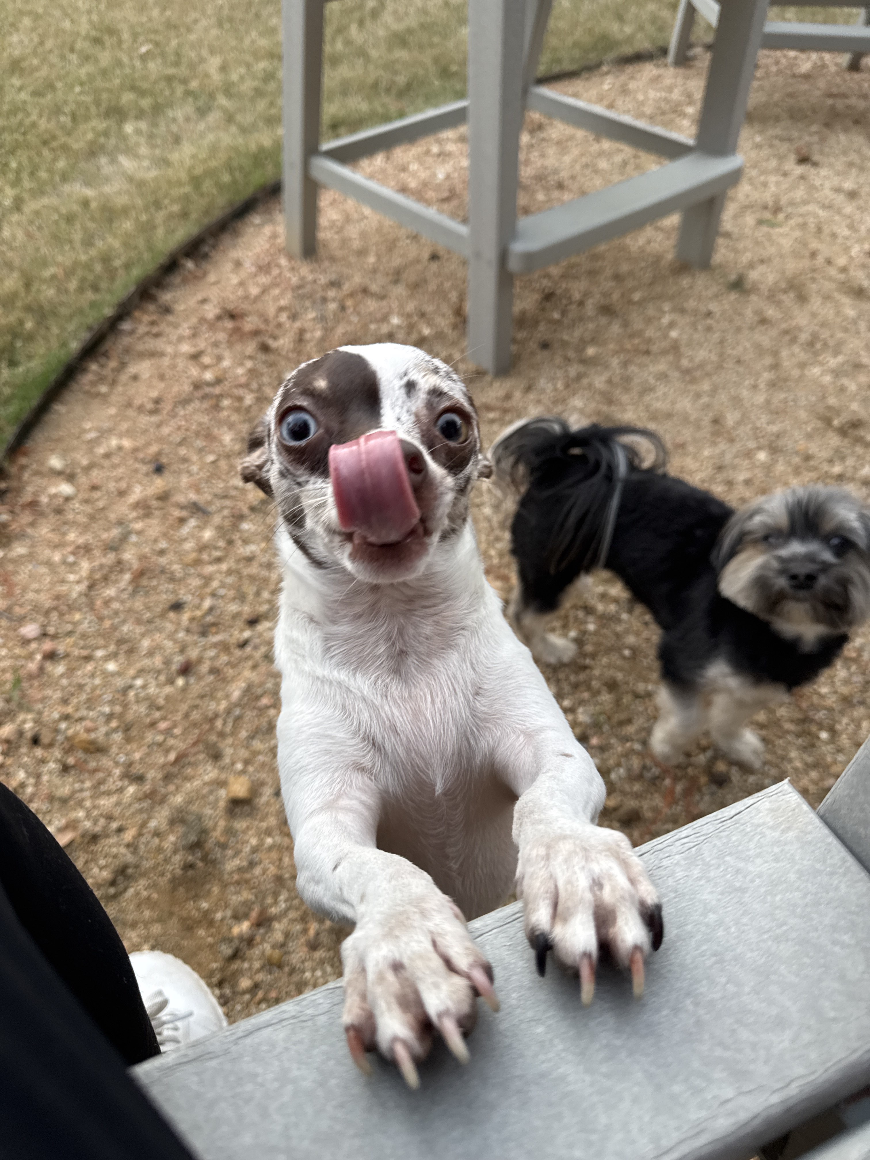 Confessions of a Pet Sitter - Things Your Pets Do When You’re Not Home