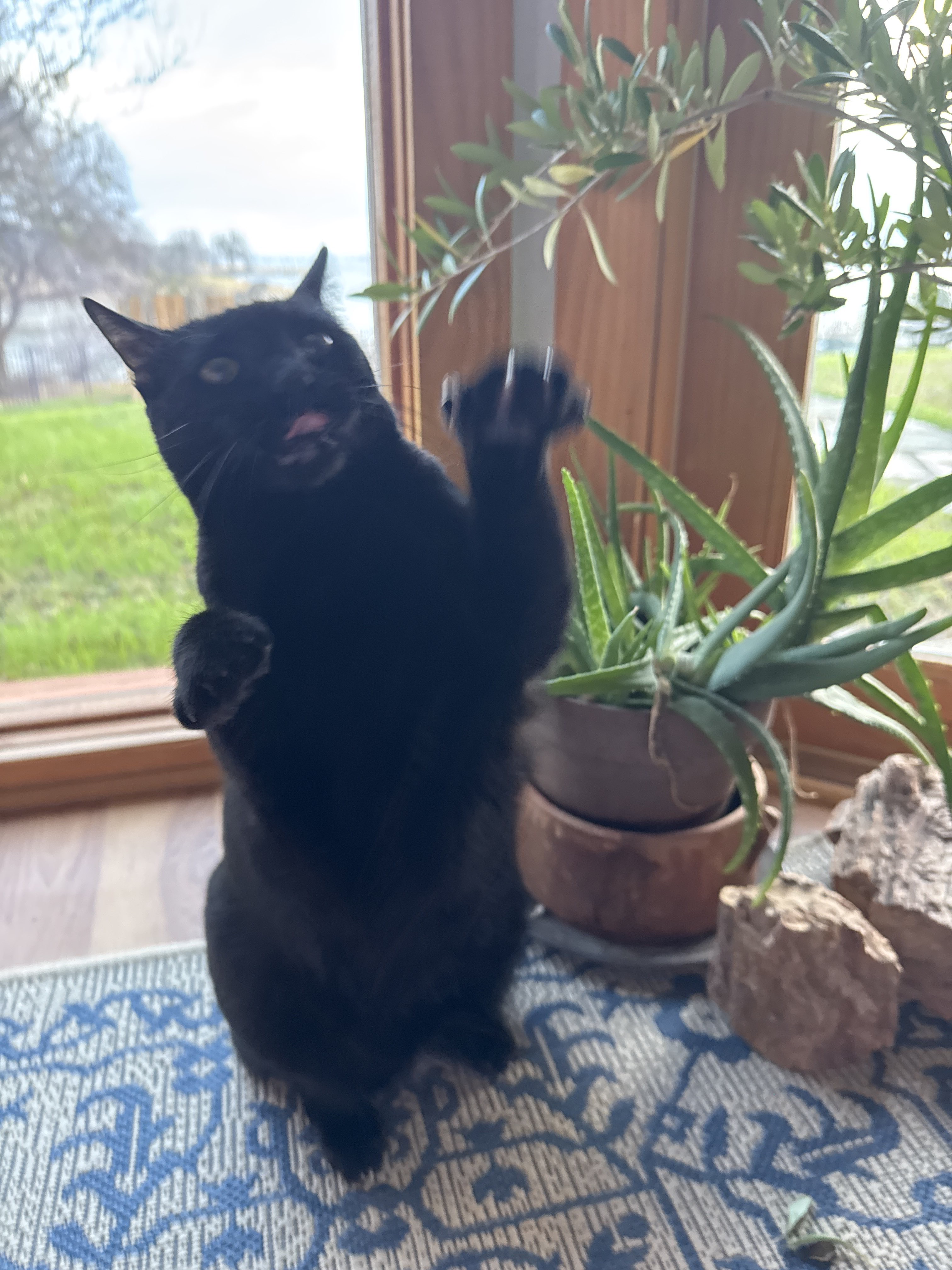 Confessions of a Pet Sitter - Things Your Pets Do When You’re Not Home