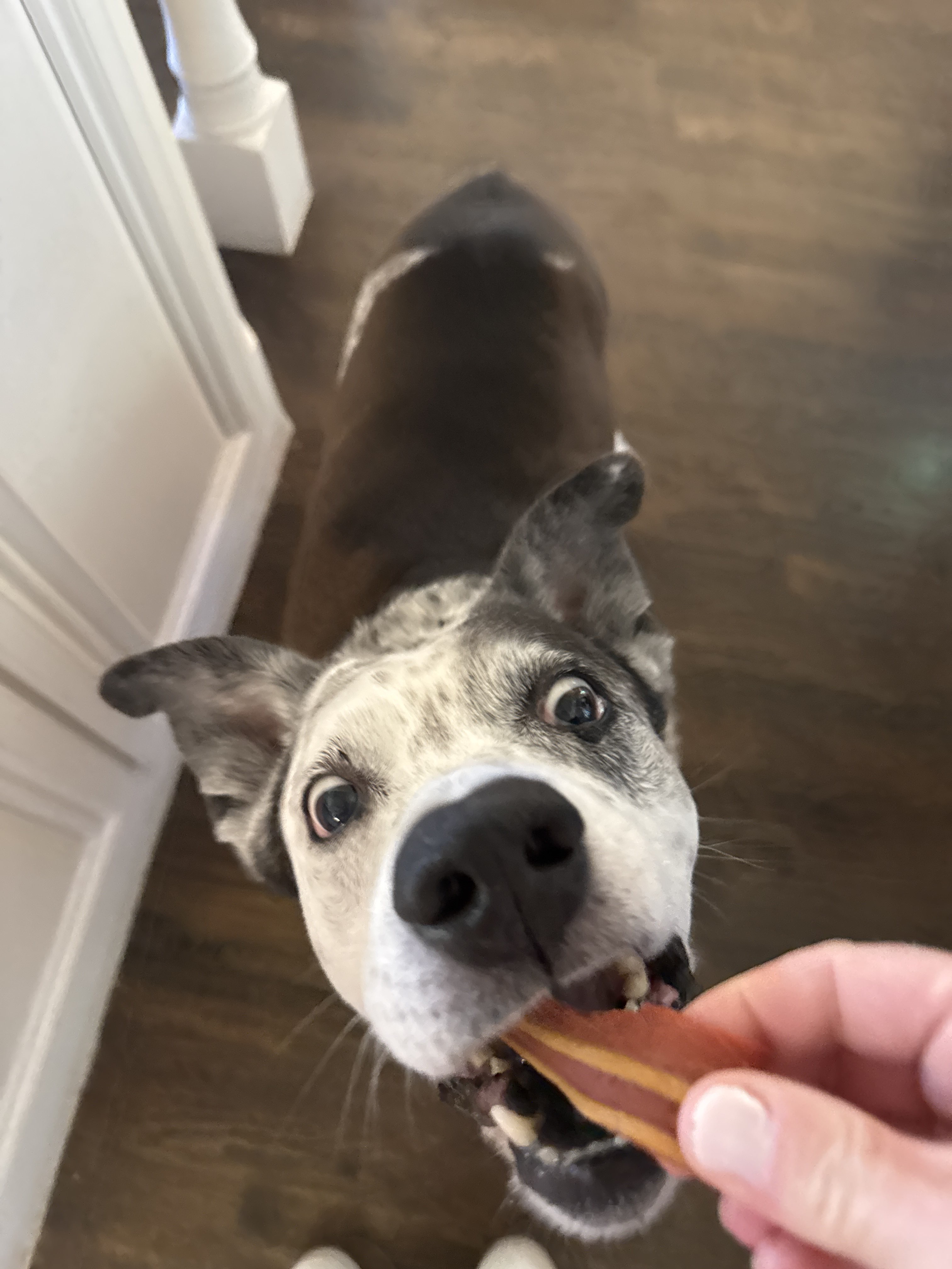 Confessions of a Pet Sitter - Things Your Pets Do When You’re Not Home