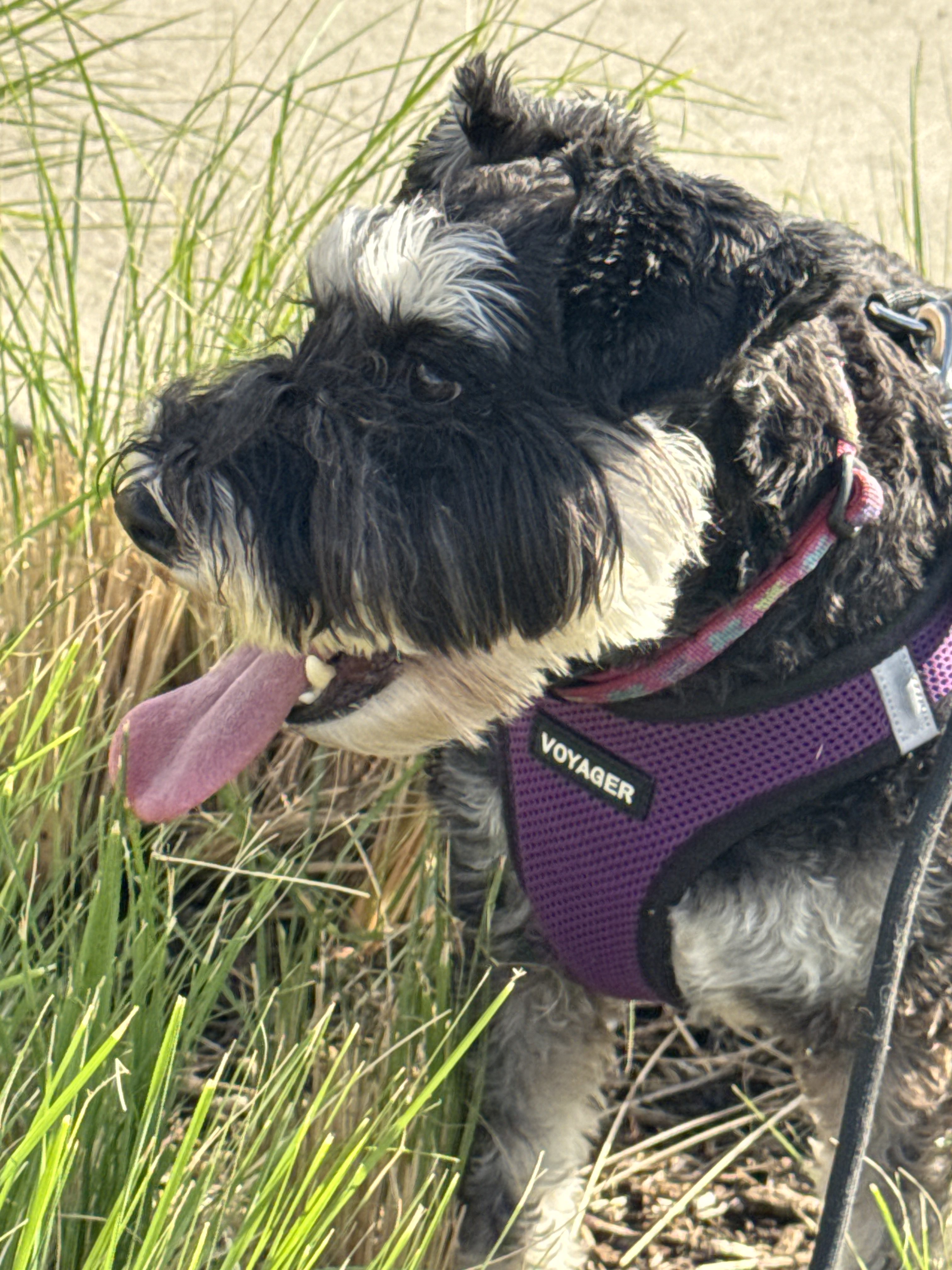 Benefits of Hiring a Professional Dog Walker for Afternoon Walks