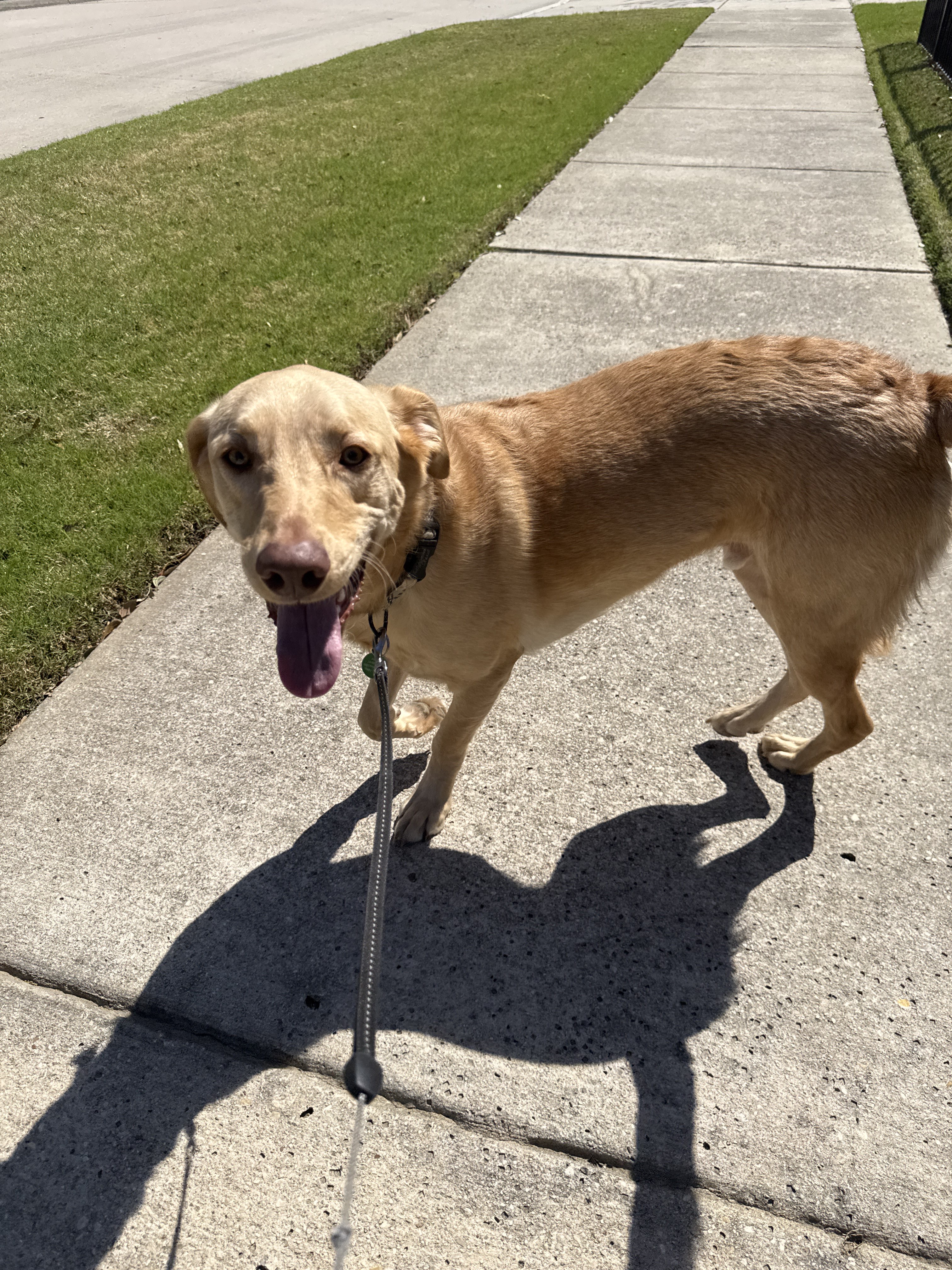 Benefits of Hiring a Professional Dog Walker for Afternoon Walks