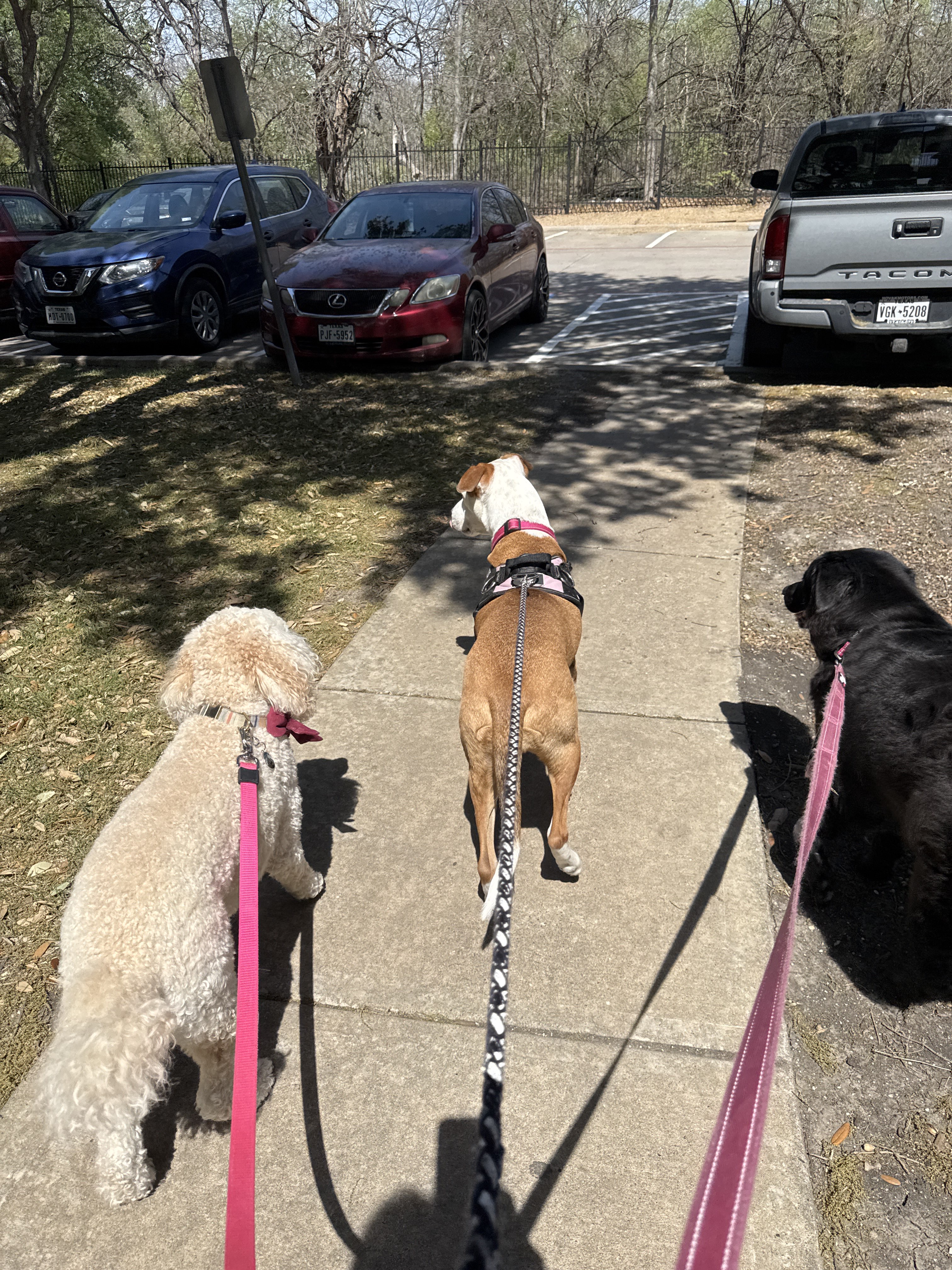 Benefits of Hiring a Professional Dog Walker for Afternoon Walks