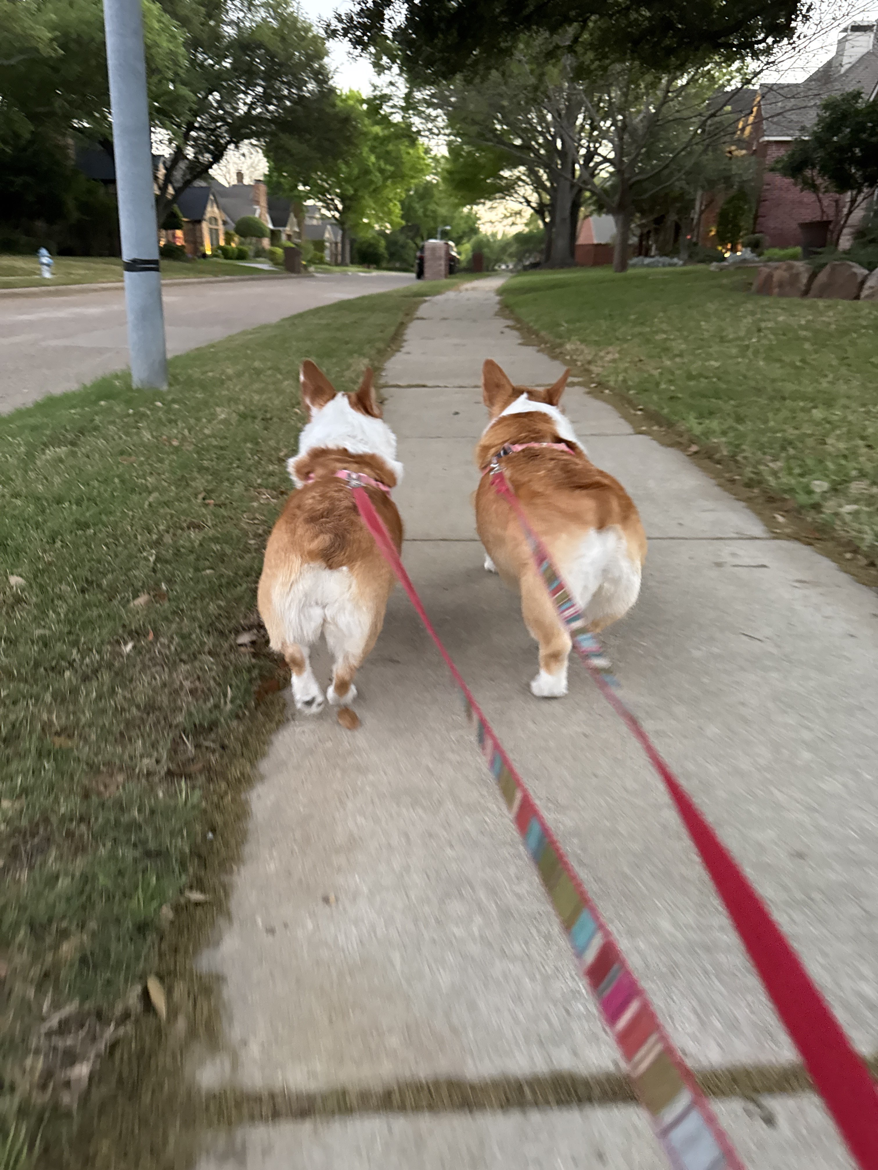 Benefits of Hiring a Professional Dog Walker for Afternoon Walks