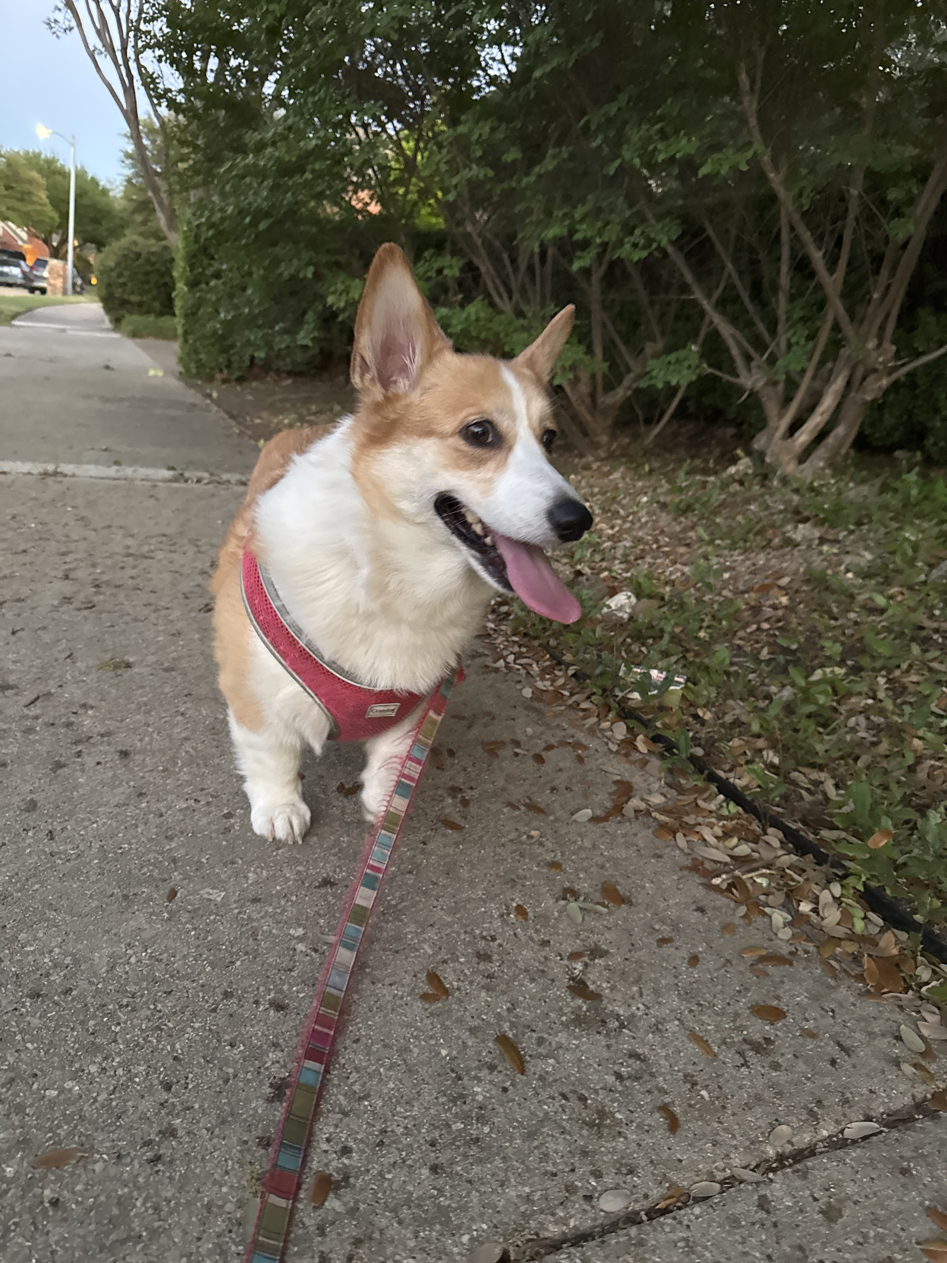 Benefits of Hiring a Professional Dog Walker for Afternoon Walks