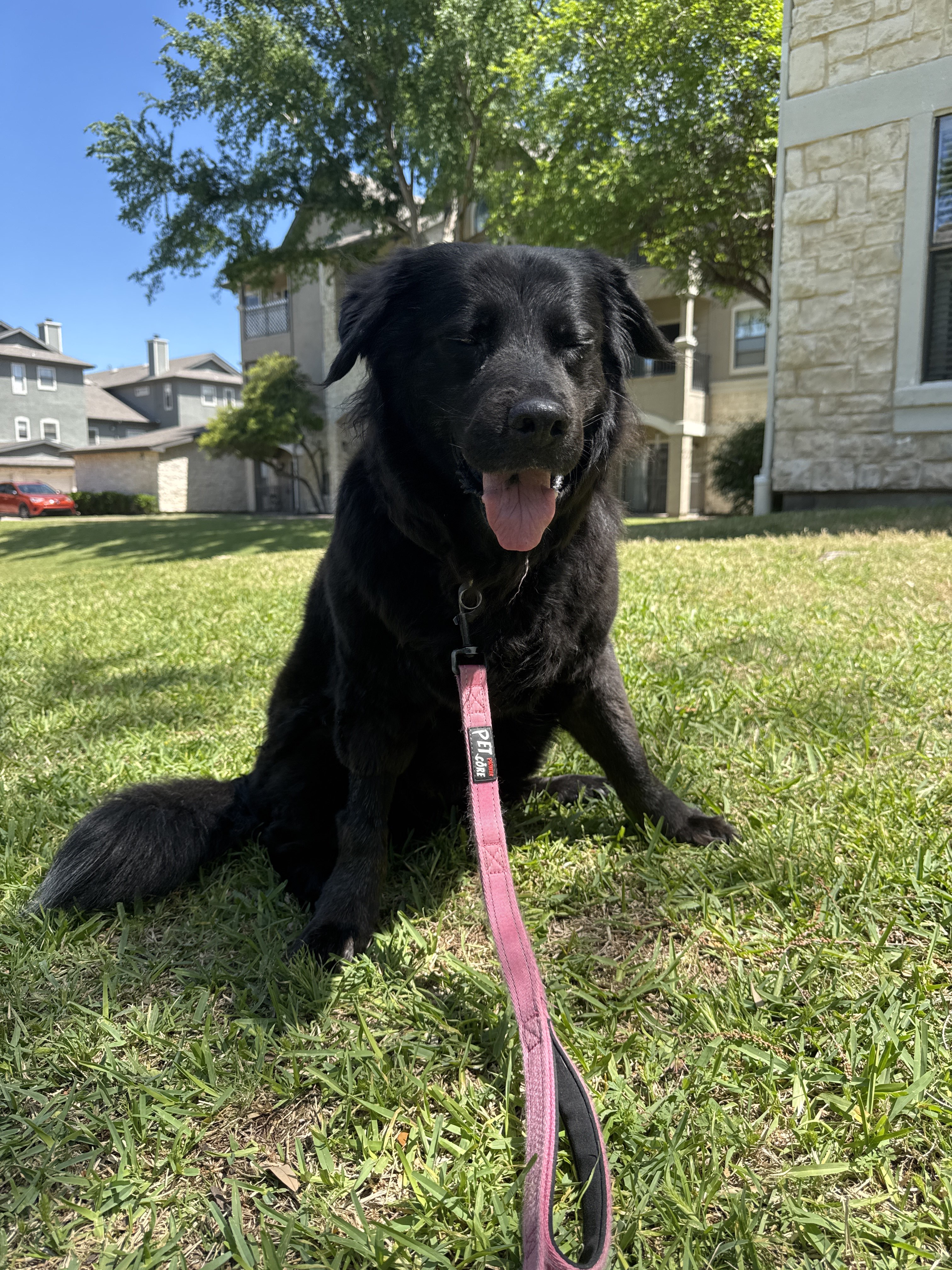 Benefits of Hiring a Professional Dog Walker for Afternoon Walks