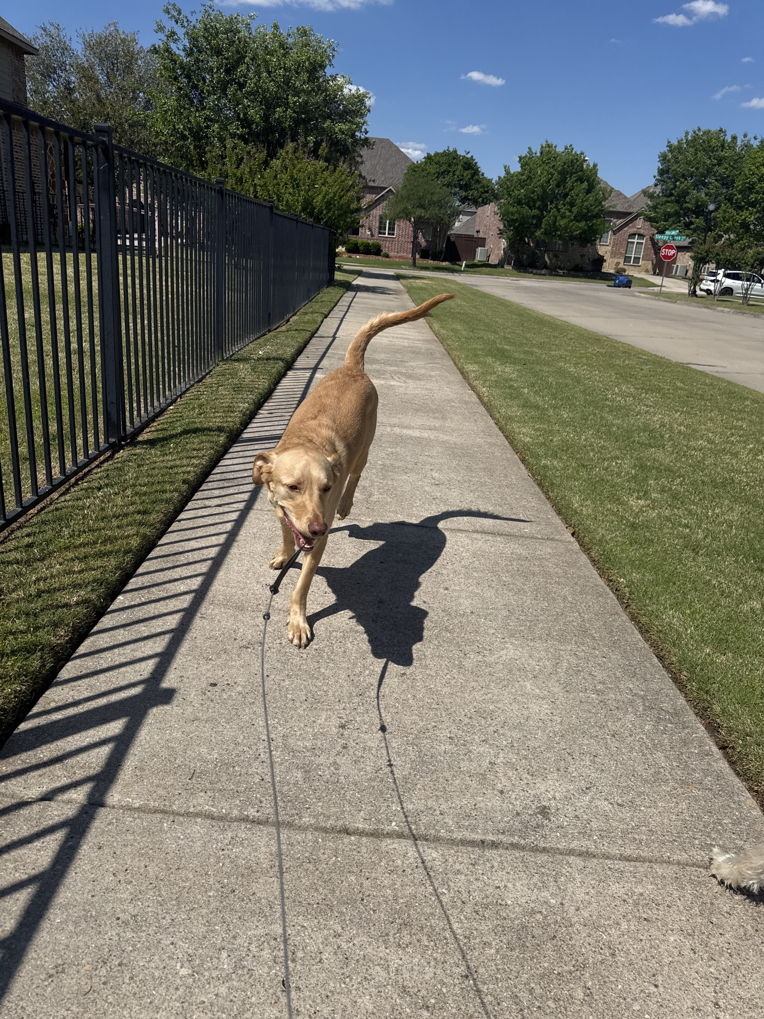 Benefits of Hiring a Professional Dog Walker for Afternoon Walks