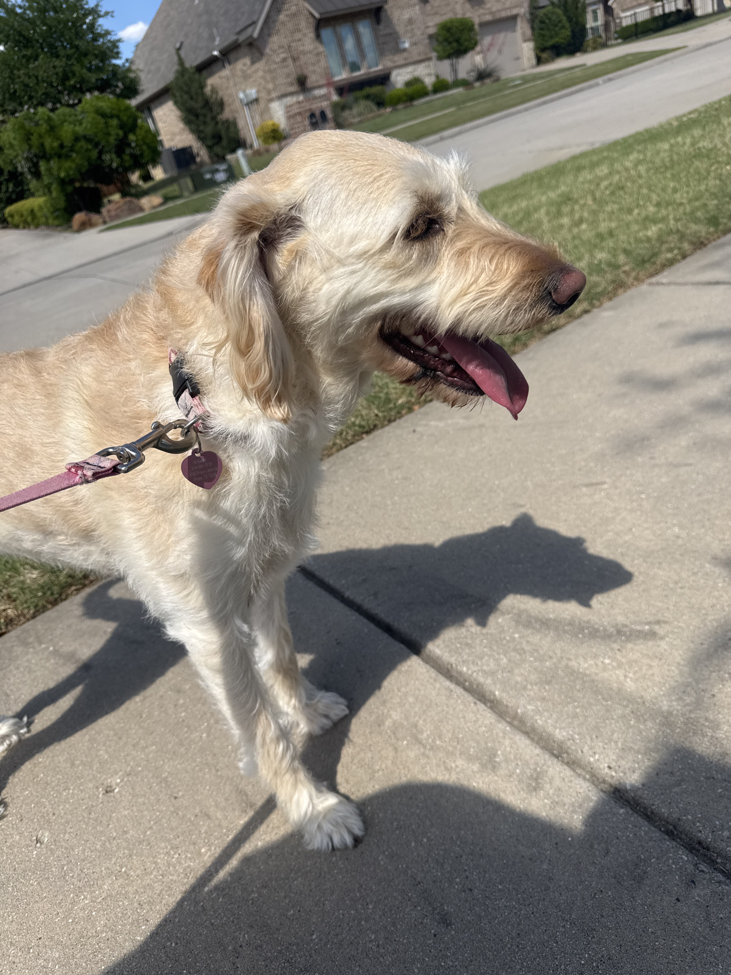 Benefits of Hiring a Professional Dog Walker for Afternoon Walks