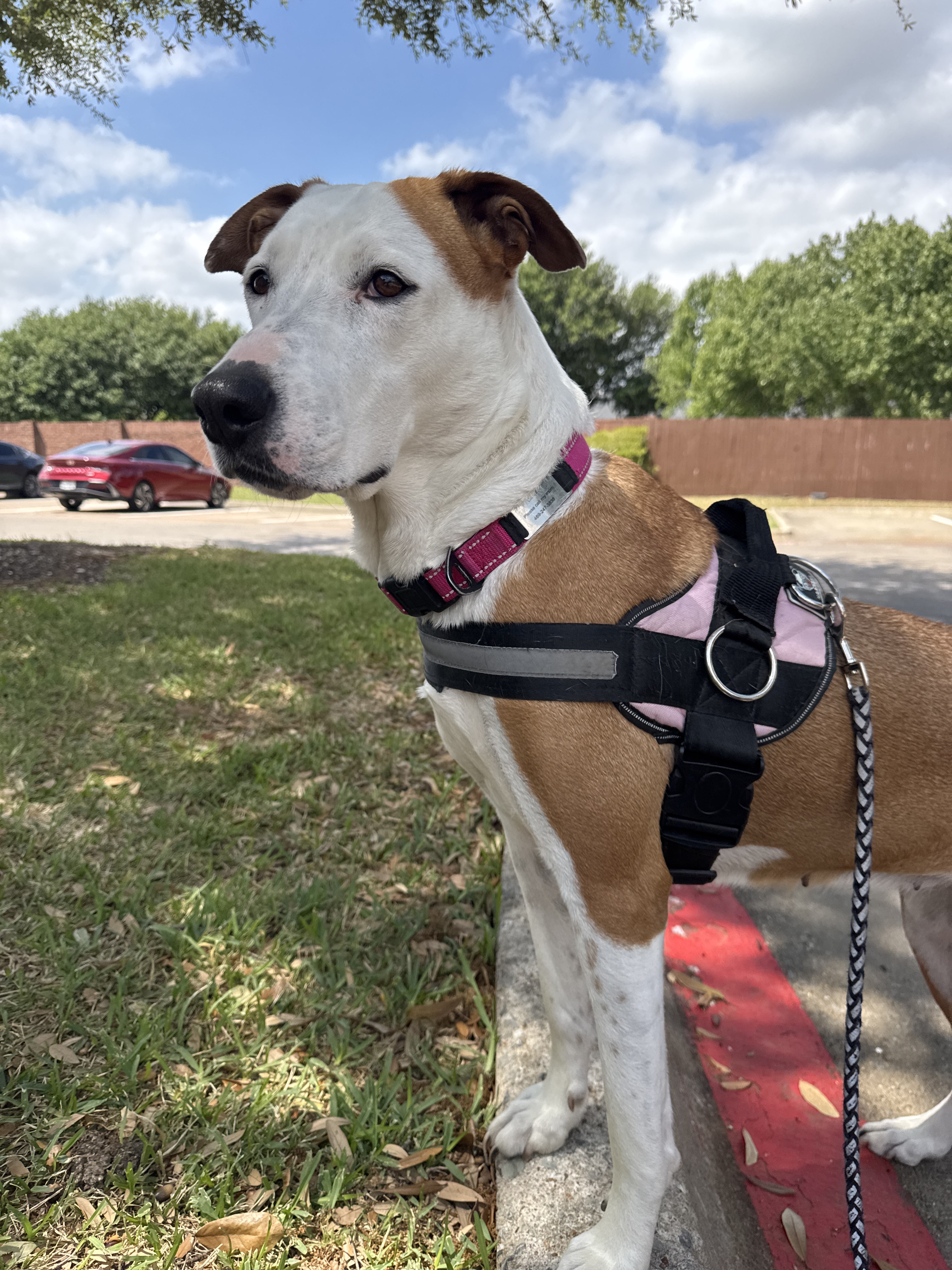 Benefits of Hiring a Professional Dog Walker for Afternoon Walks