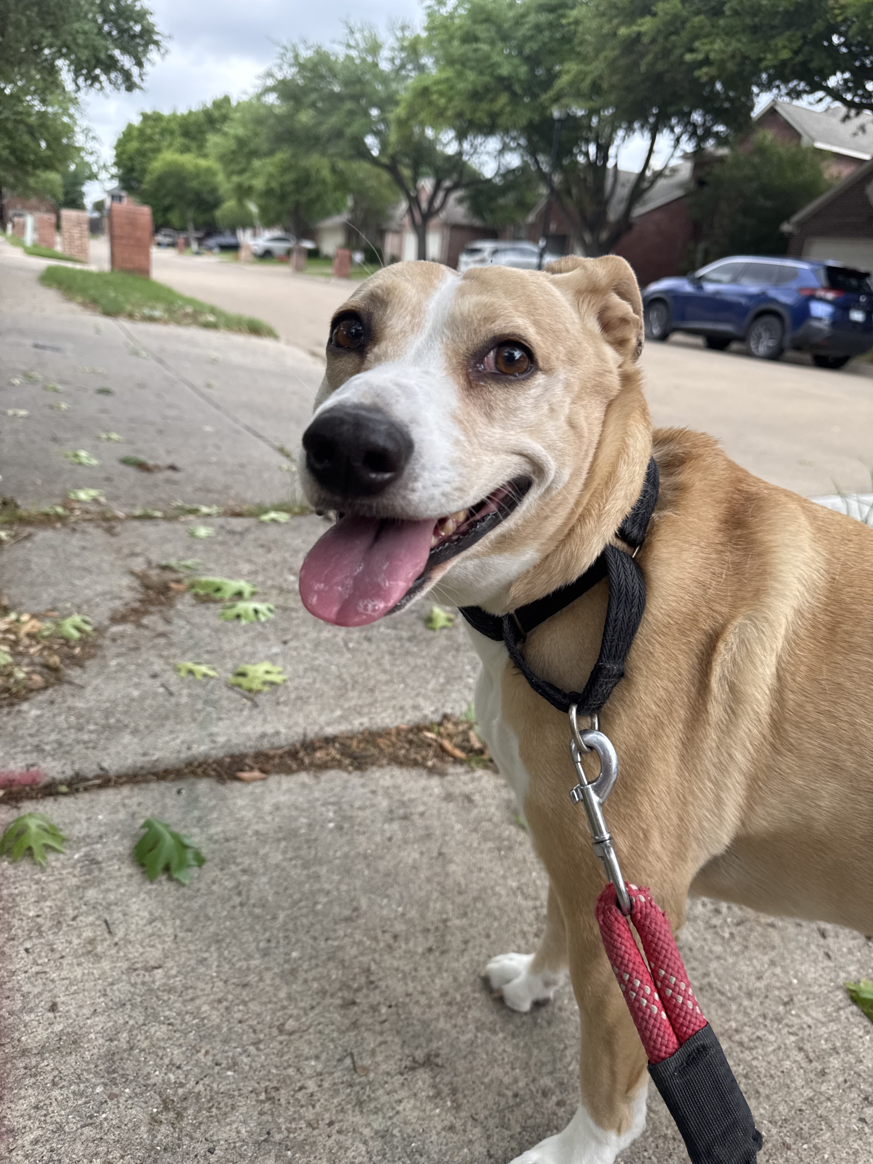 Benefits of Hiring a Professional Dog Walker for Afternoon Walks